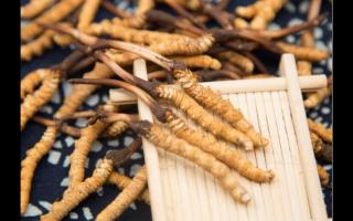 新鮮的冬蟲夏草應(yīng)如何保存不會(huì)變質(zhì)？