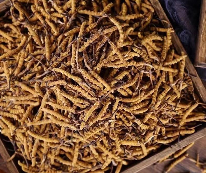 冬蟲(chóng)夏草和白蟲(chóng)草有什么區(qū)別？