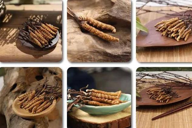 冬蟲(chóng)夏草和白蟲(chóng)草有什么區(qū)別？