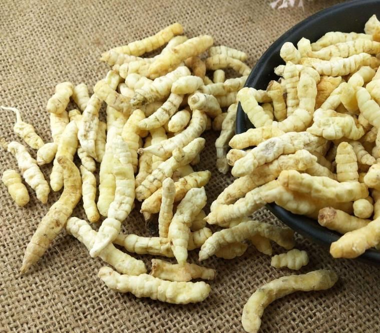 冬蟲(chóng)夏草和白蟲(chóng)草有什么區(qū)別？