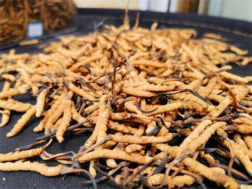 哪些人不能吃冬蟲(chóng)夏草？這5類(lèi)人慎食冬蟲(chóng)夏草