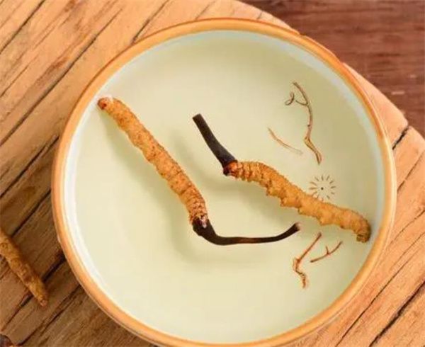 冬蟲夏草可以泡水喝嗎？冬蟲夏草泡水的步驟