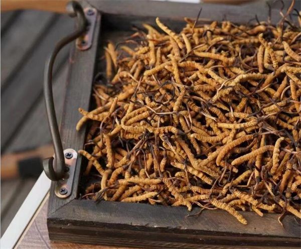 野生冬蟲夏草怎么買？購買野生冬蟲夏草注意事項