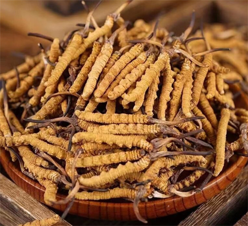 冬蟲(chóng)夏草一斤多少錢？購(gòu)買冬蟲(chóng)夏草時(shí)需要考慮的5個(gè)因素