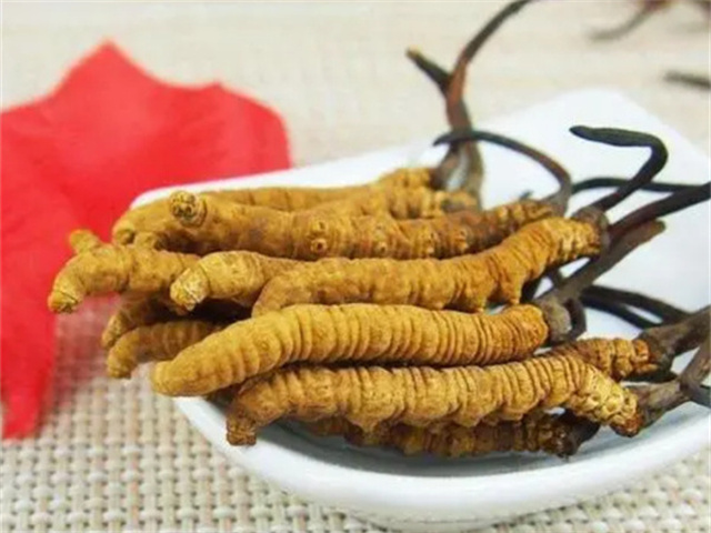 冬蟲夏草怎么食用？冬蟲夏草的4種食用方法