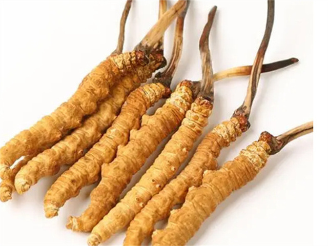 男人適合食用冬蟲夏草嗎？冬蟲夏草的藥用價值