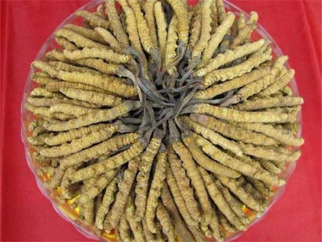 冬蟲(chóng)夏草價(jià)格一克多少錢(qián)？影響冬蟲(chóng)夏草價(jià)格的4個(gè)因素