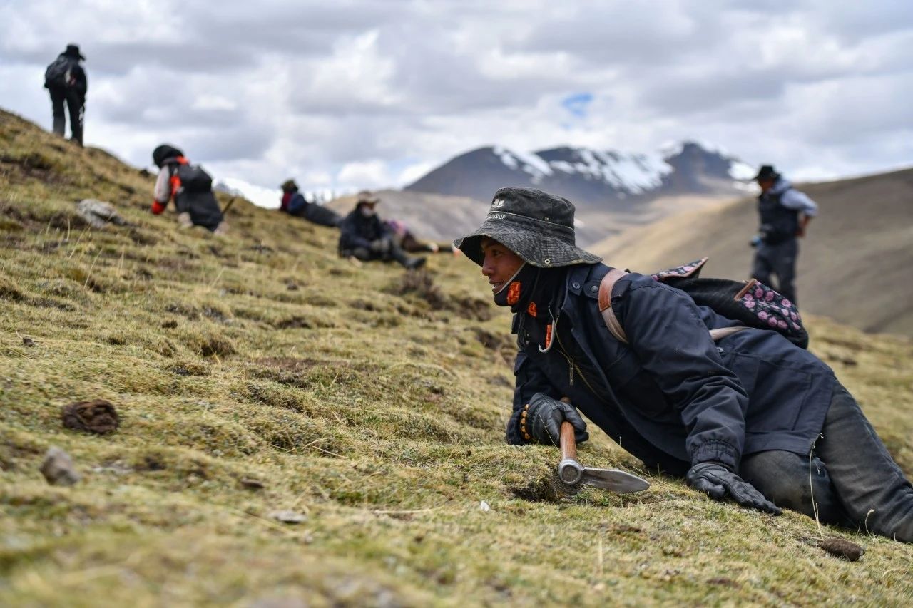 2.99萬公斤！那曲市冬蟲夏草產(chǎn)量創(chuàng)新高