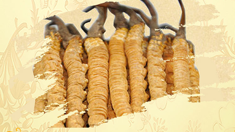 那曲蟲草買回家如何保存？這些小技巧要知道！