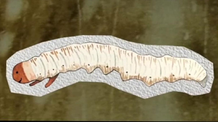 那曲蟲草哪些人最適合吃？