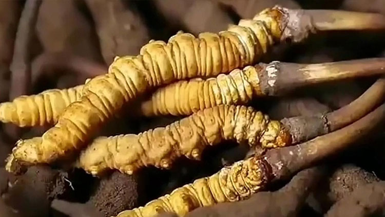  那曲蟲(chóng)草市場(chǎng)亂象揭秘：如何避免買到假貨？