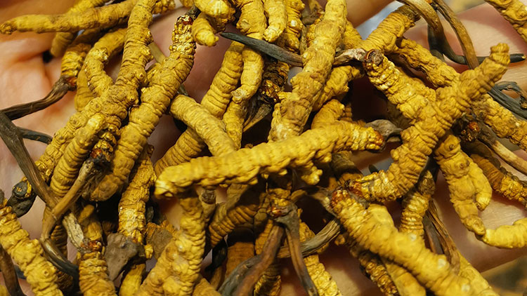 冬蟲(chóng)夏草鮮草和干草哪個(gè)好