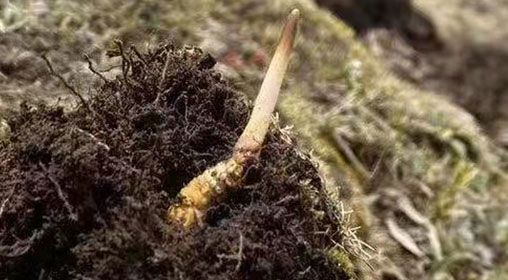  <a href=http://m.ynrhw.com/xinxian/ target=_blank class=infotextkey>鮮冬蟲夏草</a>的多樣食用方法