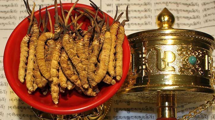 <a href=http://m.ynrhw.com/ target=_blank class=infotextkey>那曲<a href=http://m.ynrhw.com/ target=_blank class=infotextkey>冬蟲(chóng)夏草</a></a>的有哪些藥用價(jià)值