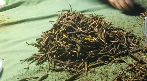 <a href=http://m.ynrhw.com/xinxian/ target=_blank class=infotextkey>鮮冬蟲夏草</a>的正確食用方法指南