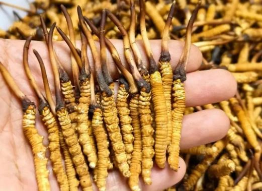 <a href=http://m.ynrhw.com/sdph/zcw/ target=_blank class=infotextkey>珍草王冬蟲夏草</a>是真的嗎？