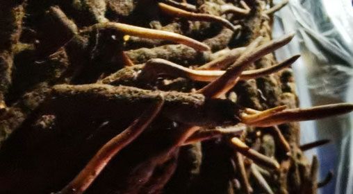 <a href=http://m.ynrhw.com/xinxian/ target=_blank class=infotextkey>新<a href=http://m.ynrhw.com/xinxian/ target=_blank class=infotextkey>鮮冬蟲夏草</a></a>的多種食用方法