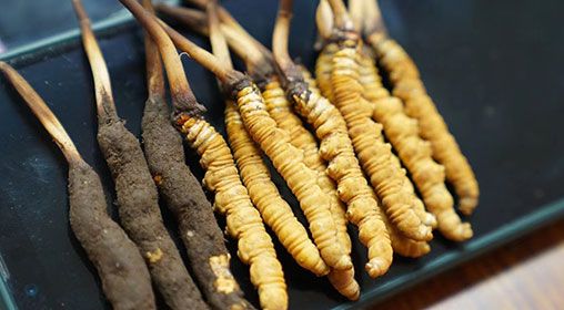 新鮮<a href=http://m.ynrhw.com/jiage/ target=_blank class=infotextkey>冬蟲夏草價(jià)格</a>查詢