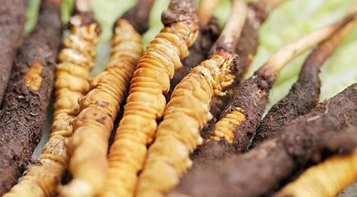 <a href=http://m.ynrhw.com/xinxian/ target=_blank class=infotextkey>新<a href=http://m.ynrhw.com/xinxian/ target=_blank class=infotextkey>鮮冬蟲(chóng)夏草</a></a>怎么洗 