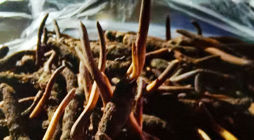 <a href=http://m.ynrhw.com/xinxian/ target=_blank class=infotextkey>新<a href=http://m.ynrhw.com/xinxian/ target=_blank class=infotextkey>鮮冬蟲夏草</a></a>營養(yǎng)有哪些呢