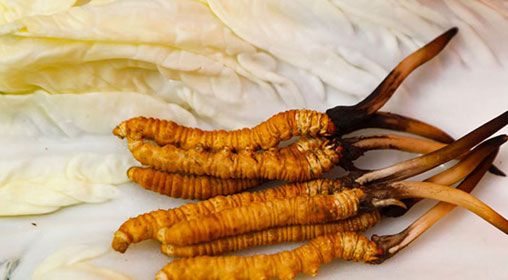 那曲雪域<a href=http://m.ynrhw.com/xinxian/ target=_blank class=infotextkey>新<a href=http://m.ynrhw.com/xinxian/ target=_blank class=infotextkey>鮮冬蟲夏草</a></a>