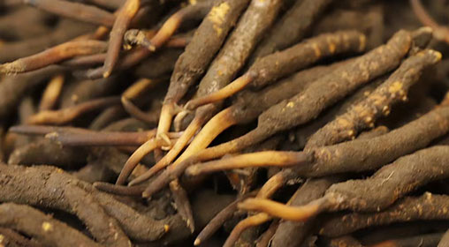 新鮮冬蟲(chóng)夏草變黑的原因與對(duì)策