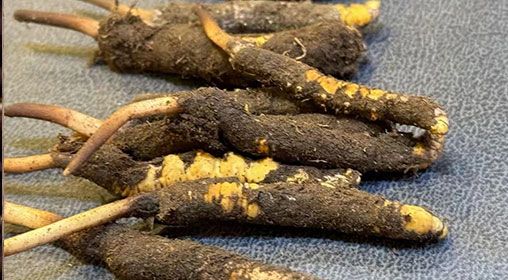 新鮮冬蟲夏草壞了：原因、識別與應(yīng)對策略