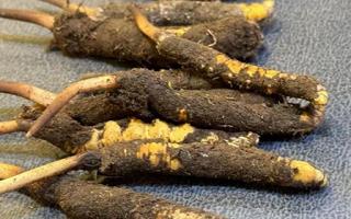 新鮮冬蟲(chóng)夏草壞了：原因、識(shí)別與應(yīng)對(duì)策略