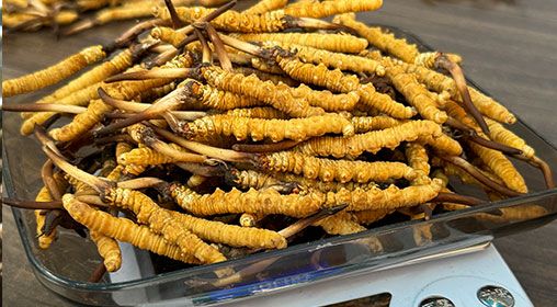 <a href=http://m.ynrhw.com/s/brxcc target=_blank class=infotextkey>比如縣冬蟲夏草</a>新鮮度