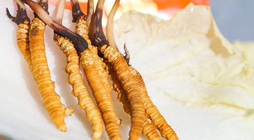 <a href=http://m.ynrhw.com/xinxian/ target=_blank class=infotextkey>新<a href=http://m.ynrhw.com/xinxian/ target=_blank class=infotextkey>鮮冬蟲夏草</a></a>煮飯：滋養(yǎng)身心的雪域珍饈