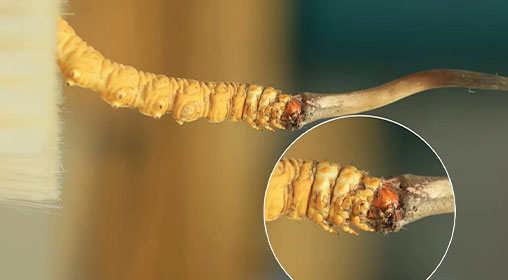 冬蟲夏草新鮮好嗎？解密新鮮蟲草的獨(dú)特價(jià)值
