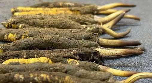 那曲<a href=http://m.ynrhw.com/xinxian/ target=_blank class=infotextkey>新<a href=http://m.ynrhw.com/xinxian/ target=_blank class=infotextkey>鮮冬蟲夏草</a></a>采摘