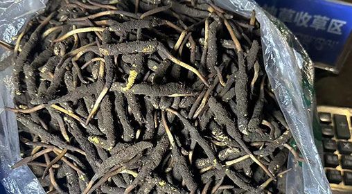 <a href=http://m.ynrhw.com/xinxian/ target=_blank class=infotextkey>新<a href=http://m.ynrhw.com/xinxian/ target=_blank class=infotextkey>鮮冬蟲(chóng)夏草</a></a>出售