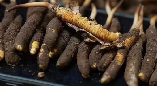 <a href=http://m.ynrhw.com/xinxian/ target=_blank class=infotextkey>新<a href=http://m.ynrhw.com/xinxian/ target=_blank class=infotextkey>鮮冬蟲夏草</a></a>發(fā)貨 