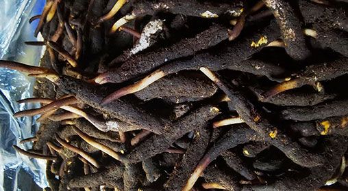 <a href=http://m.ynrhw.com/xinxian/ target=_blank class=infotextkey>新<a href=http://m.ynrhw.com/xinxian/ target=_blank class=infotextkey>鮮冬蟲(chóng)夏草</a></a>產(chǎn)地