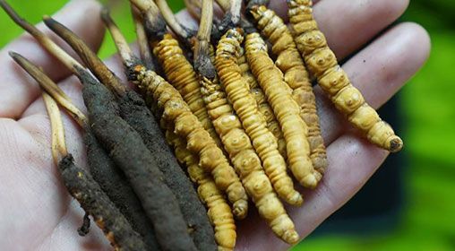 <a href=http://m.ynrhw.com/xinxian/ target=_blank class=infotextkey>新<a href=http://m.ynrhw.com/xinxian/ target=_blank class=infotextkey>鮮冬蟲夏草</a></a>服用