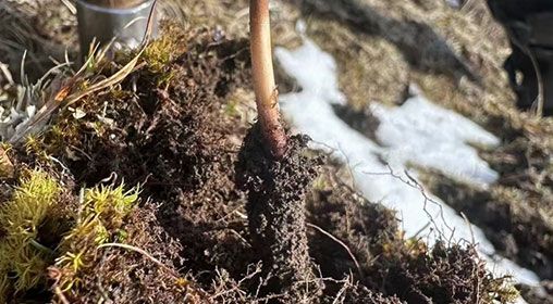 蟲草的營(yíng)養(yǎng)價(jià)值：科學(xué)解讀"軟黃金"的神奇功效