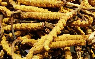 冬蟲夏草是什么味道？揭秘“軟黃金”的獨(dú)特風(fēng)味