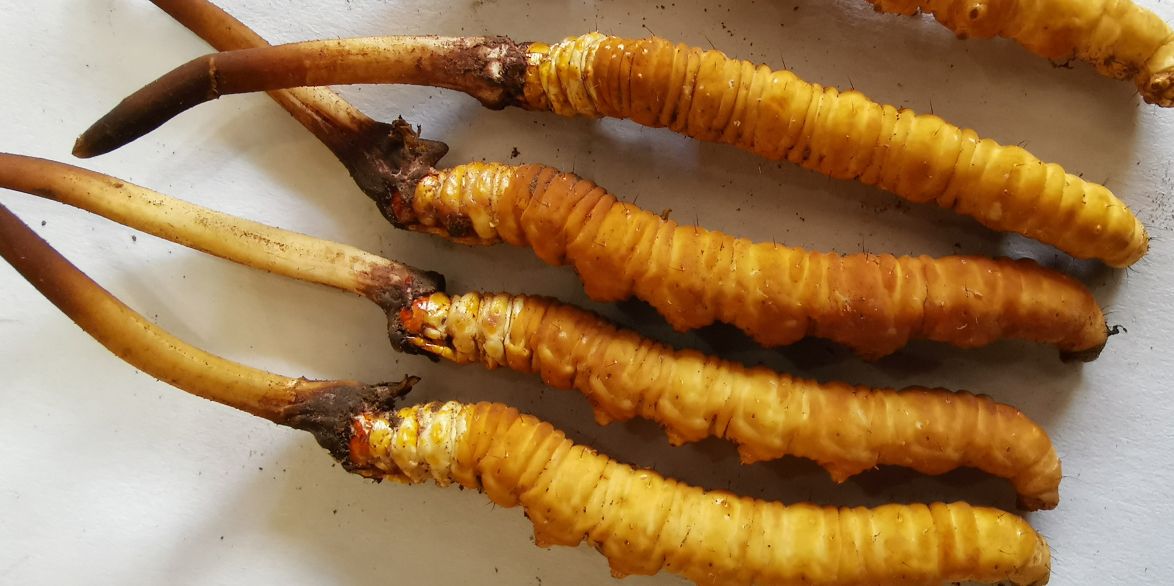 冬蟲夏草泡酒最佳配方：滋補養(yǎng)生，強身健體