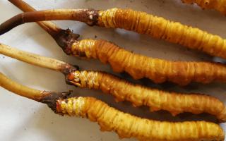 冬蟲夏草泡酒最佳配方：滋補養(yǎng)生，強身健體