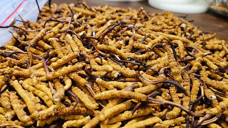 冬蟲夏草價格解析：2024年市場行情指南