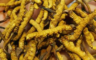 平陽(yáng)冬蟲(chóng)夏草市場(chǎng)在哪里？2024年最新采購(gòu)指南