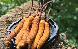 哪個牌子的冬蟲夏草好？2024年權(quán)威選購指南