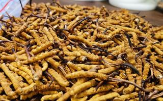 深圳冬蟲夏草交易市場：南中國蟲草貿易的黃金樞紐