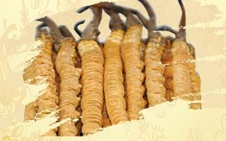 冬蟲夏草御寒效果好嗎？科學(xué)解讀其抗寒機制