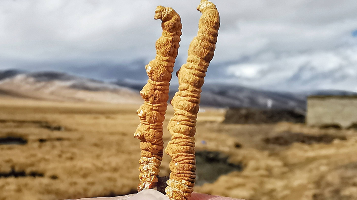 全球<a href=http://m.ynrhw.com/ target=_blank class=infotextkey>冬蟲(chóng)夏草</a>核心產(chǎn)地分布圖鑒（2024最新版）