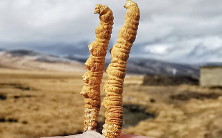 全球冬蟲(chóng)夏草核心產(chǎn)地分布圖鑒（2024最新版）