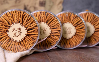 冬蟲夏草一盒多少錢？全方位剖析價格構(gòu)成