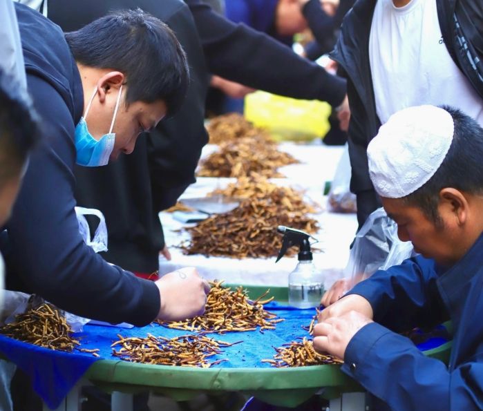 西寧冬蟲夏草交易中心：蟲草貿(mào)易的核心樞紐
