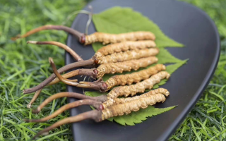 鮮冬蟲夏草價格揭秘：一根究竟值多少錢？